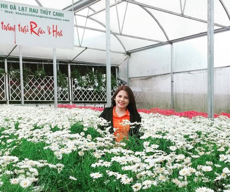 Làng hoa vạn thành những cánh hoa cúc với sắc trắng ngập tràn một góc ở vườn hoa vạn thành