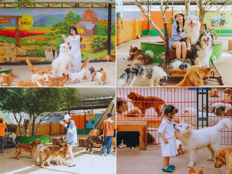 Nông trại cún Puppy Farm Đà Lạt