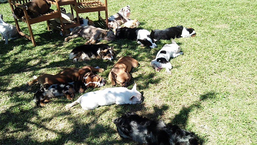 Nông trại cún Puppy Farm ở Đà Lạt