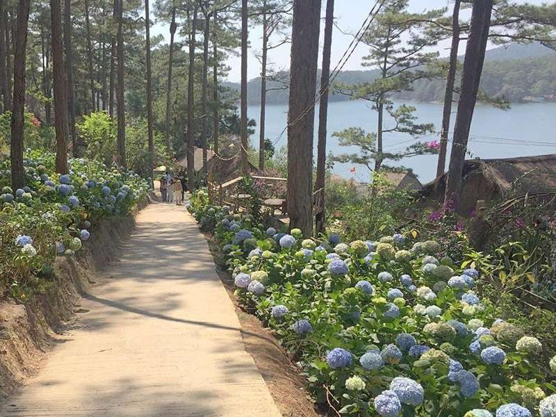 Hình ảnh những bông hoa cẩm tú cầu trên đường vào Happy Hill