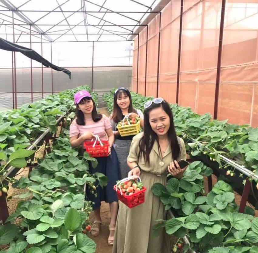 Vườn dâu tây trong chương trình tour Đà Lạt 1 ngày giá rẻ