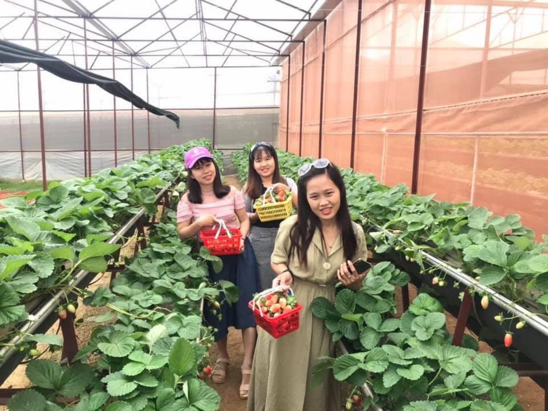 Vườn dâu tây trong chương trình tour Đà Lạt 1 ngày giá rẻ