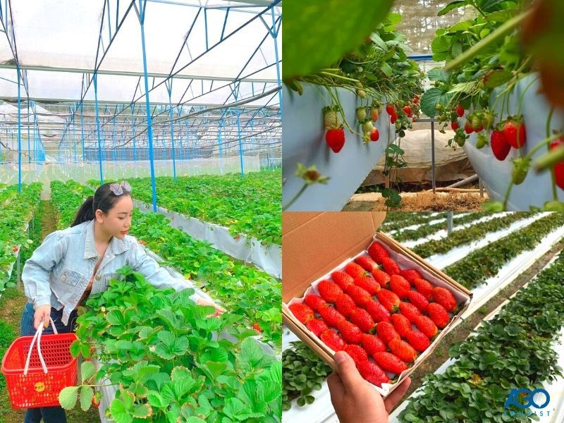 Vườn dâu Mỹ Tiên
