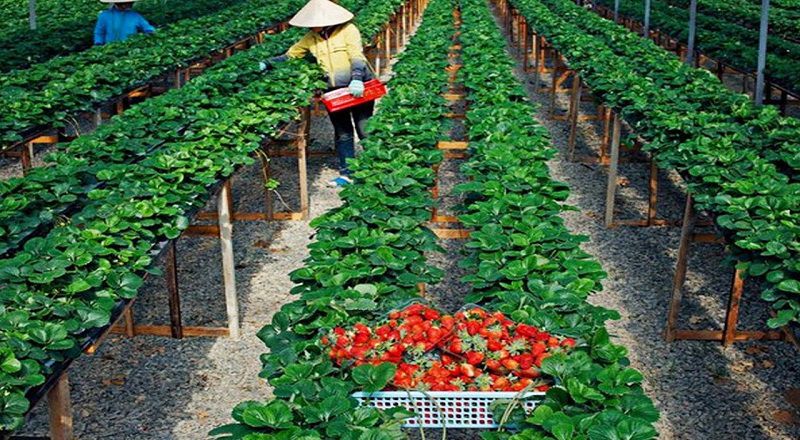 Vườn dâu Bà Vai Vườn dâu Bà Vai Đà Lạt
