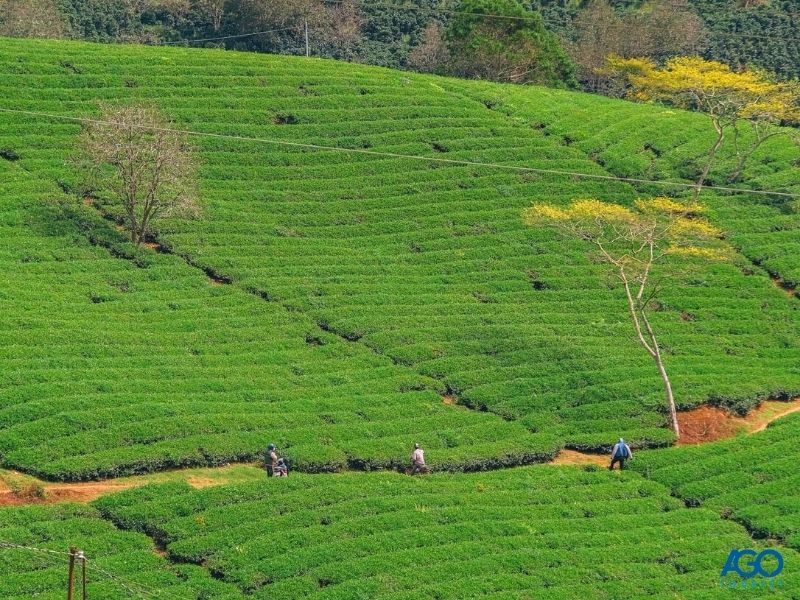 Địa chỉ đồi chè Cầu Đất