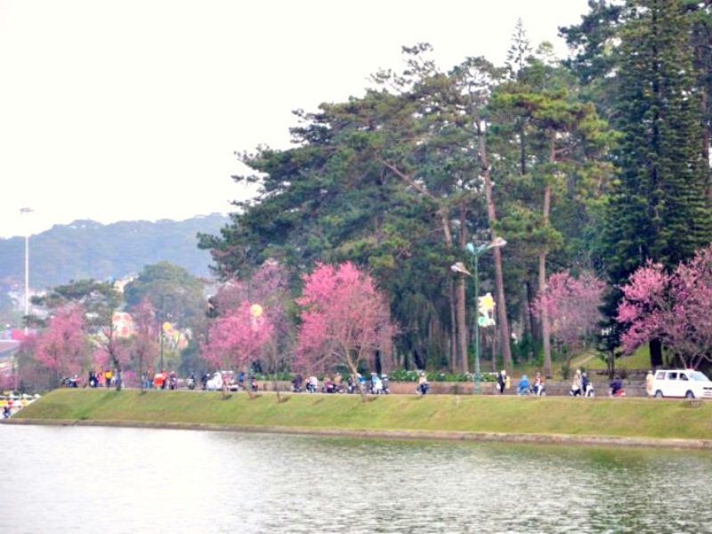 Bờ hồ Xuân Hương một địa điểm ngắm hoa Mai Anh Đào rất đẹp