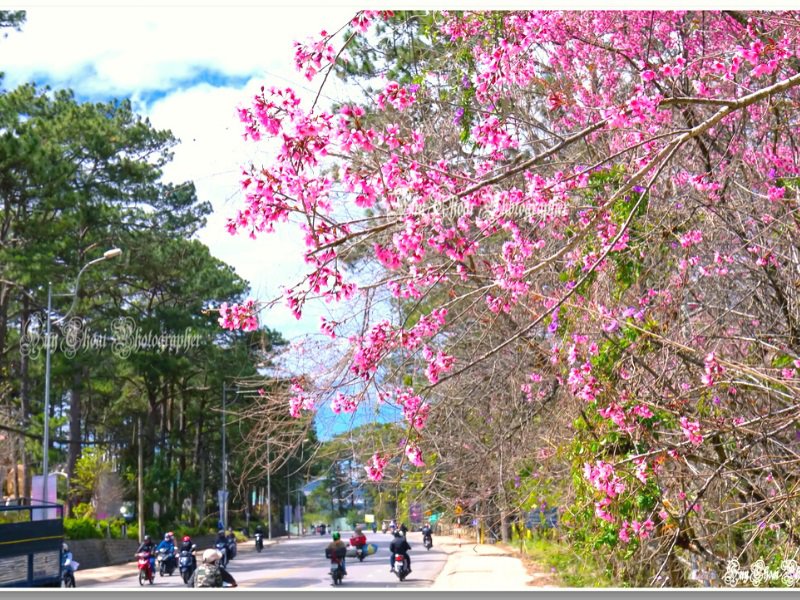Top 5 địa điểm ngắm hoa Mai Anh Đào Đà Lạt đẹp nhất 2023