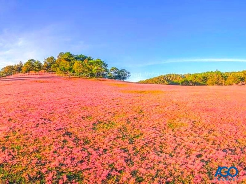 Mùa cỏ hồng Đà Lạt