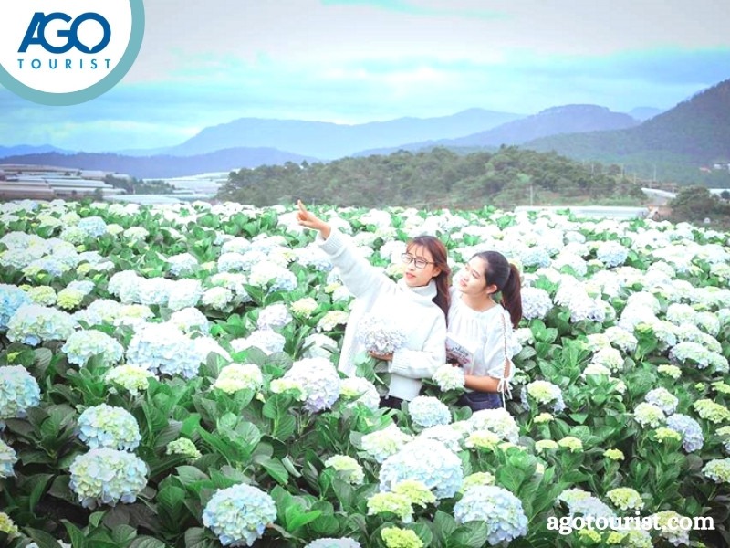 Tham quan vườn hoa Cẩm Tú Cầu
