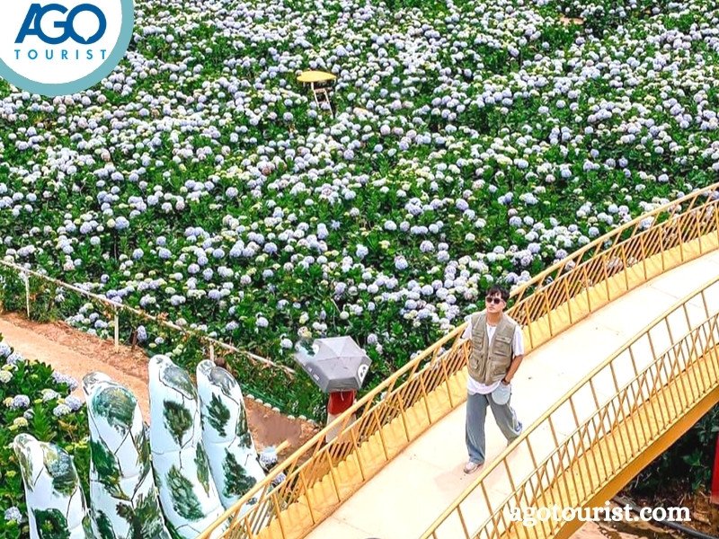 Tham quan cánh đồng hoa Cẩm Tú Cầu