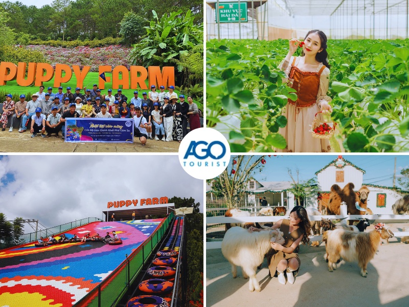 tour Đà Nẵng Đà Lạt 4 ngày 3 đêm máy bay